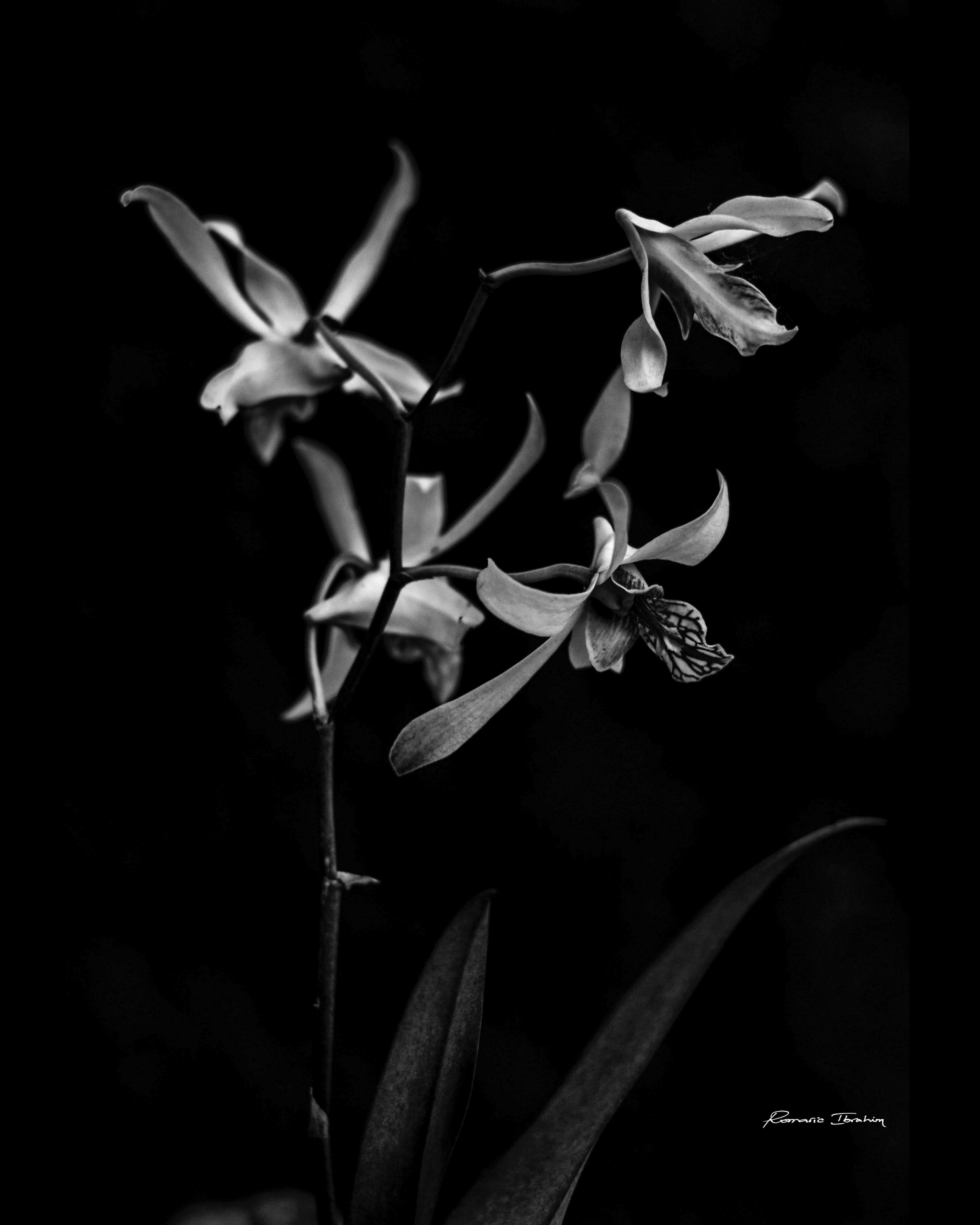 Flowers in the darkness.